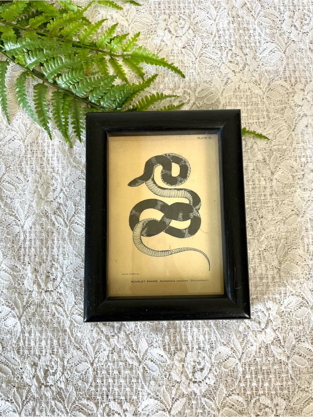 Vtg Solid Wood Framed Scarlet Snake Decor 5x7